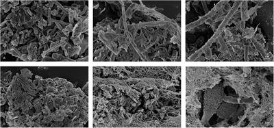 Deep (Meta)genomics and (Meta)transcriptome Analyses of Fungal and Bacteria Consortia From Aircraft Tanks and Kerosene Identify Key Genes in Fuel and Tank Corrosion